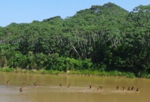 Les dernières tribus isolées d'Amazonie menacées par les contacts avec l'extérieur