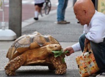 Insolite :  Le croque-mort et la tortue