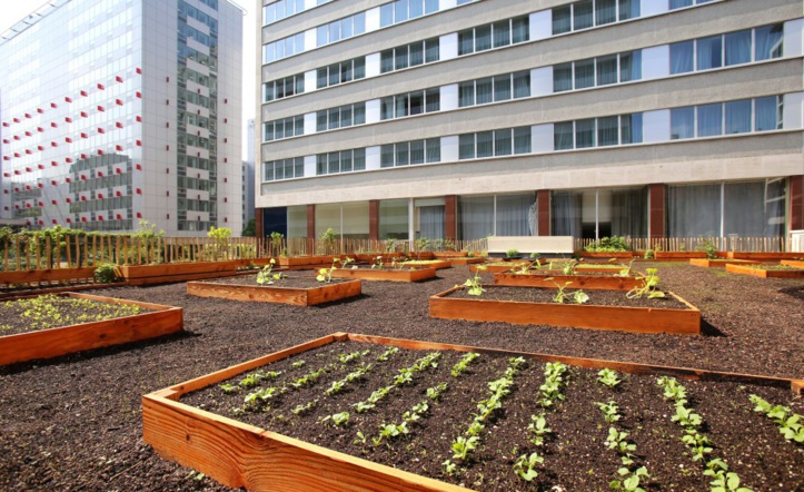 ​Sur les toits de Paris, des chefs cuisiniers plantent leurs potagers