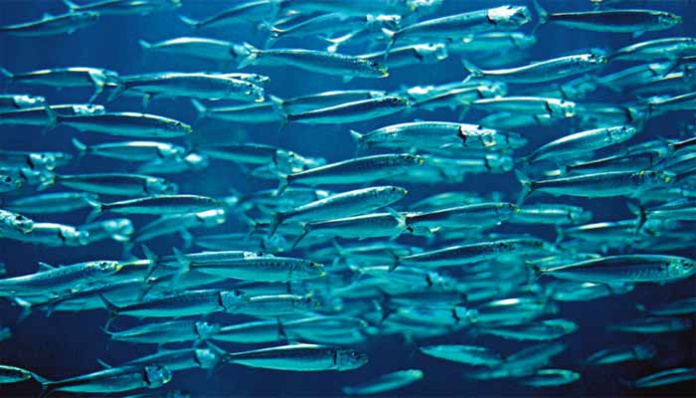La sardine de retour. C’est que du bonheur