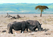 Un «tueur» pour protéger les rhinocéros du parc Kruger en Afrique du Sud