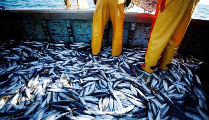 Port de Safi: Baisse de 31% des débarquements de la pêche au premier semestre 2024