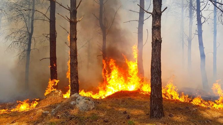 Incendies de forêt. Risque “moyen” à “extrême” dans plusieurs provinces