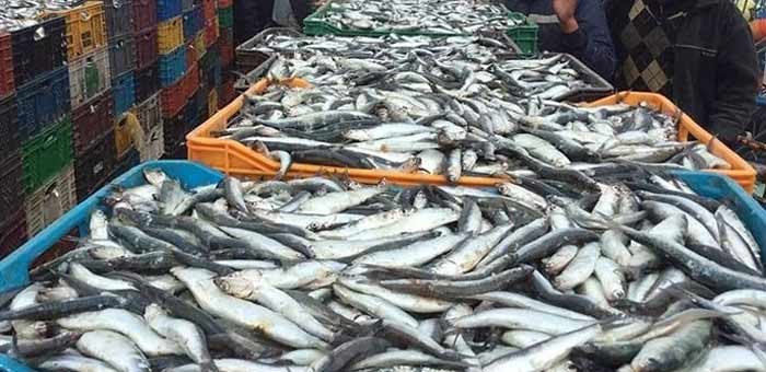 Port de Boujdour: Baisse de 36% des débarquements de pêche à fin juin (ONP)