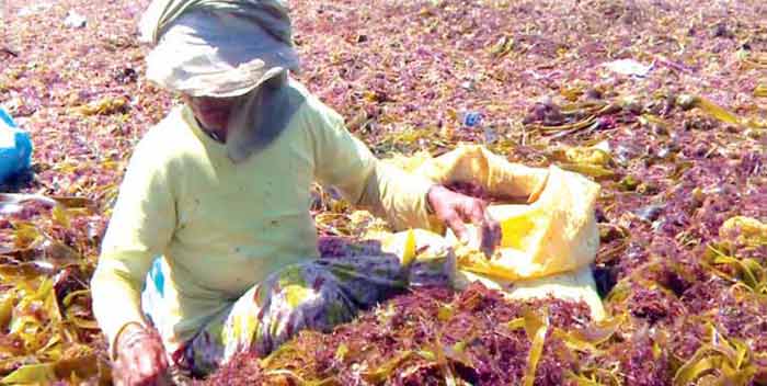 Les algues marines, poumon économique et écologique des côtes d'El Jadida