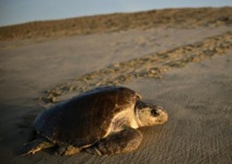 Insolite : Oeufs de tortues