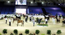 Le Salon du cheval 2015 d'El Jadida a tenu toutes ses promesses