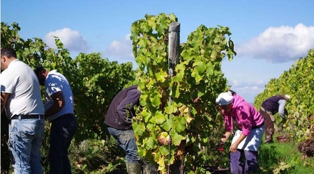 L'exploitation de travailleurs viticoles marocains une nouvelle fois en procès en Gironde