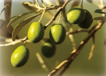 ​Journées de sensibilisation et de formation  pratiques au profit des professionnels de l’olive