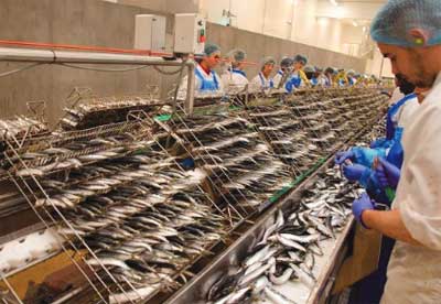 Industrie de la pêche : un CA à l’export avoisinant 31 MMDH en 2023