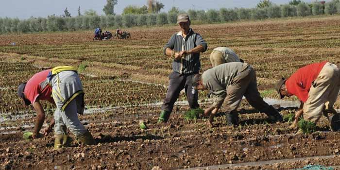 Taza : Plus de 45.000 agriculteurs bénéficient de la protection sociale