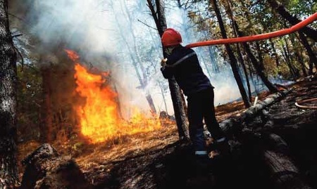 L'ANEF et la FAO se penchent sur la gestion intégrée des incendies de forêt