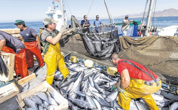 Port de Dakhla: Hausse de 5% des débarquements de pêche en janvier 2025