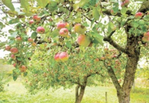 Distribution de plants d'arbres fruitiers aux agriculteurs d'Al Haouz