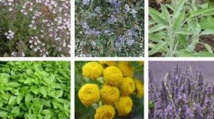 Rencontre à Meknès sur les plantes aromatiques-médicinales