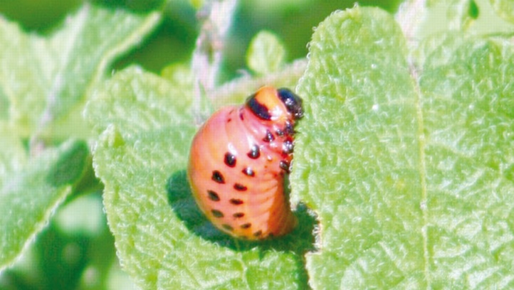 Menace sur les plantes indispensables à l’alimentation humaine