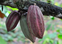 "Choco Togo", du chocolat bio et 100% togolais