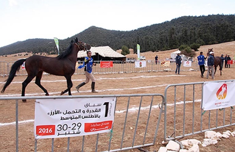 Course d’endurance équestre de Sidi Mguild