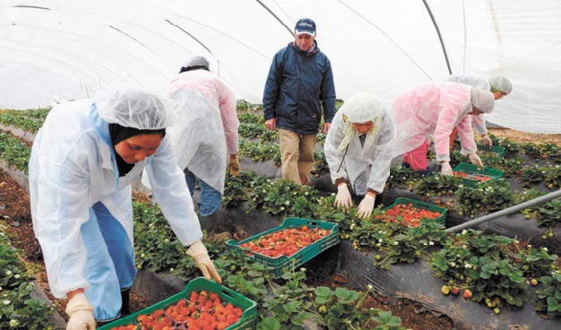 Hausse de 21% des exportations des fruits rouges durant la campagne agricole 2015-2016