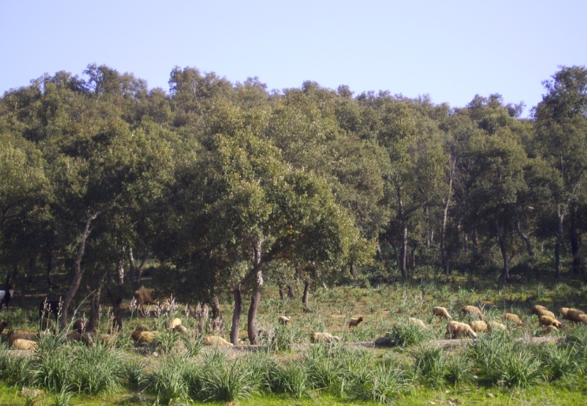 Les forêts, un capital naturel à préserver et pérenniser pour les générations futures