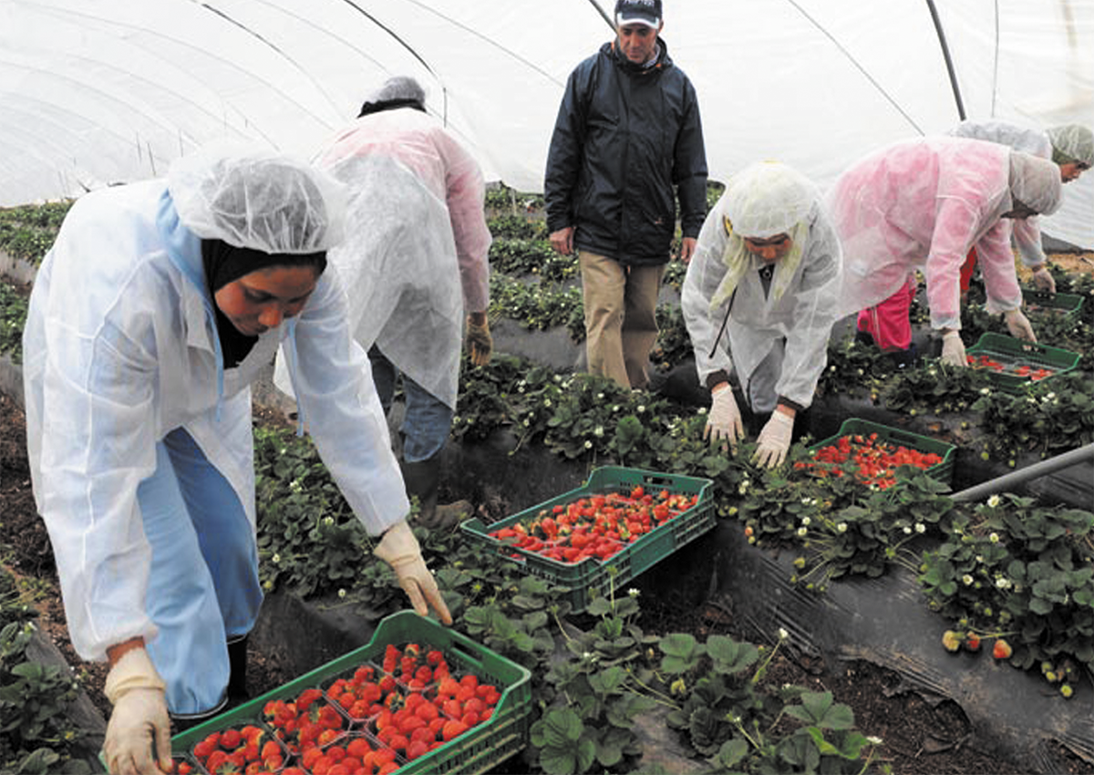 Développement des filières  agricoles à haute valeur ajoutée