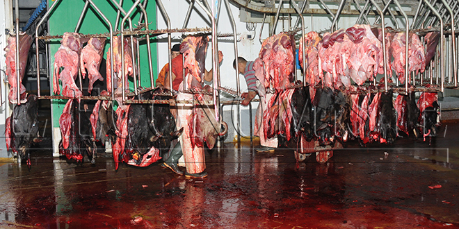 Le rapport alarmant de la Cour des comptes sur les abattoirs