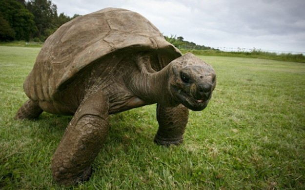 Insolite : Jonathan la tortue