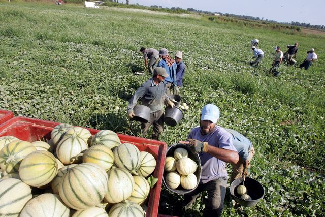 Des ouvriers agricoles marocains exploités en France