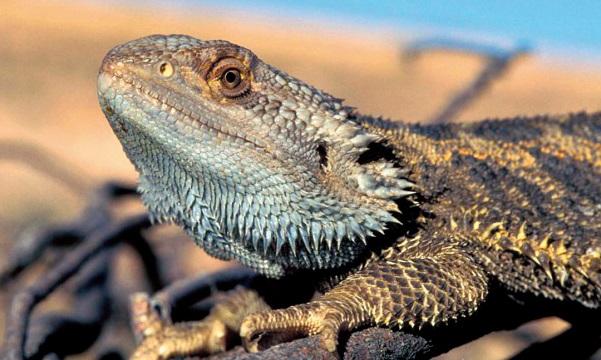 Des lézards changent de sexe sous les yeux des scientifiques