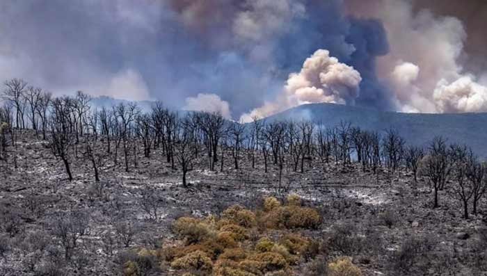 Les feux de forêt se font inévitables. Est-on assez armé pour y faire face ?