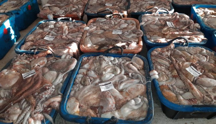 Pêche du poulpe: Plus de 6.646 T débarquées à Laâyoune-Sakia El Hamra