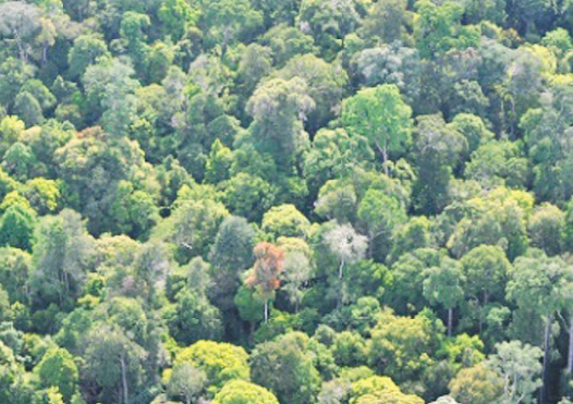 Les forêts tropicales en danger