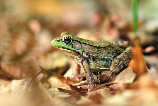 Plus de grenouilles femelles que de mâles dans les banlieues américaines