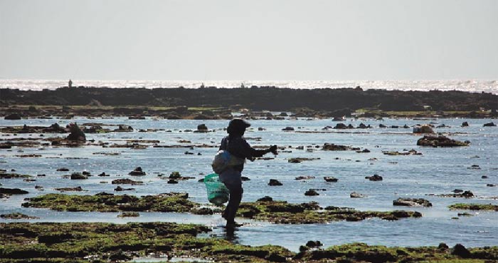 Cueillette des algues marines à El Jadida : Une importante activité génératrice de revenu