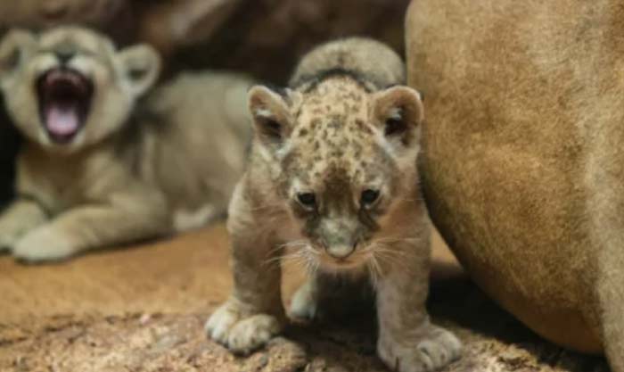 Naissance d'un lionceau de l'Atlas au Jardin zoologique de Rabat