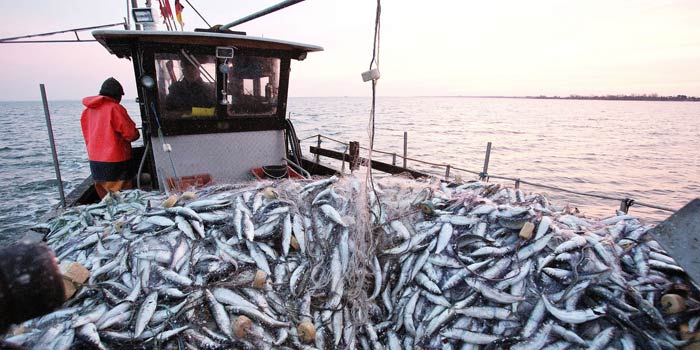 Port de Dakhla: Hausse de 9% des débarquements de la pêche à fin septembre