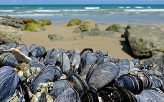 Agadir : Interdiction de la récolte et la commercialisation des produits conchylicoles issus des zones Tamri-Cap Ghir et Imi Ouaddar