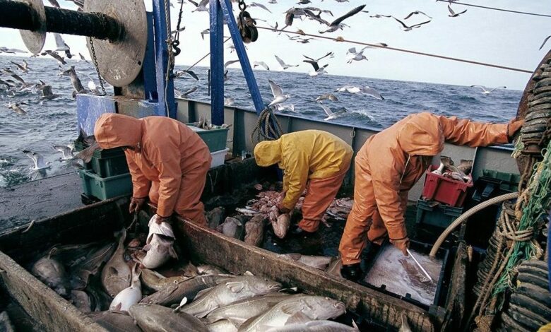 Port de Dakhla : Hausse de 7% des débarquements de pêche en 2024