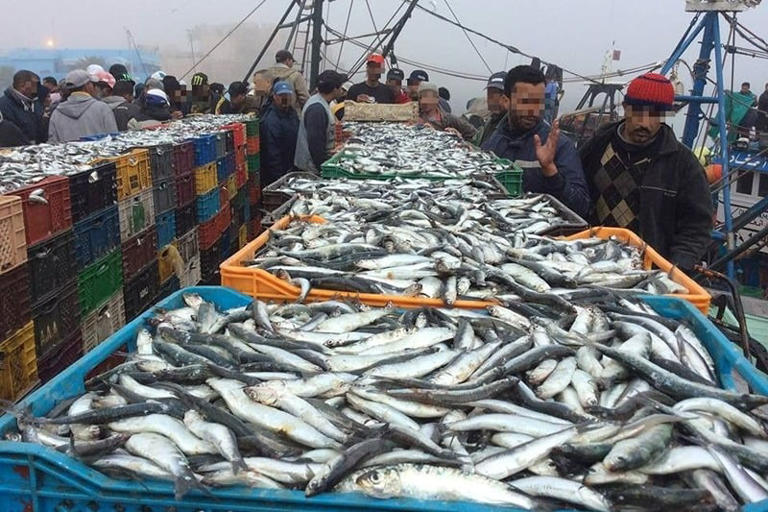 Port d'Al Hoceima: Légère hausse des débarquements de pêche en 2024