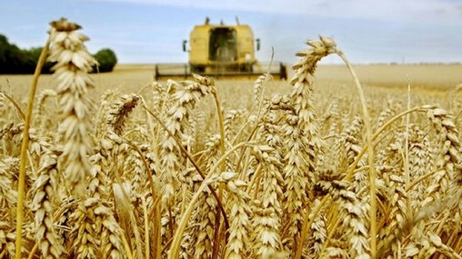 Campagne agricole 2024-2025 : La récolte céréalière prévue à 44 Mqx