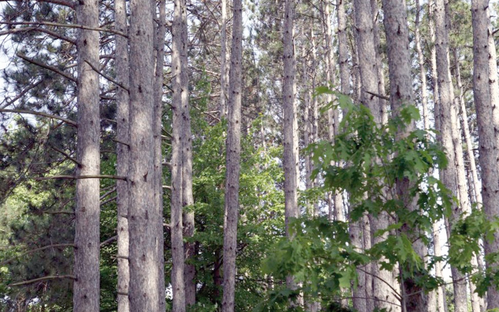 Coopération entre le Maroc et les Etats-Unis dans le secteur forestier