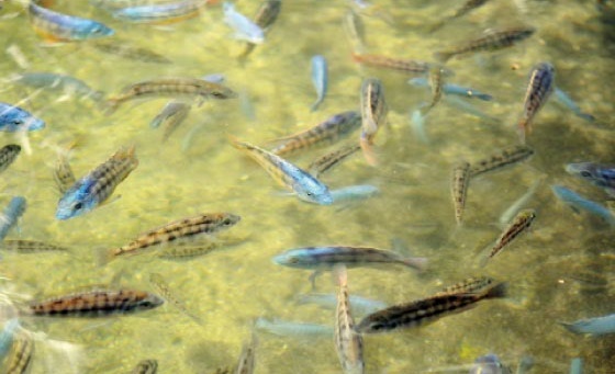 Vers une augmentation de la production piscicole