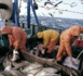 Port de Laâyoune: Les débarquements de pêche reculent de 43% à fin juin