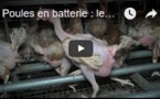 Poules en batterie : les images choquantes