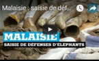 Malaisie : saisie de défenses d'éléphants et d'écailles de pangolins