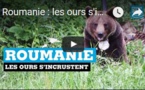 Roumanie : les ours s'incrustent