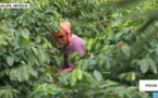 Focus : Au Mexique, les producteurs de café subissent les effets du réchauffement climatique
