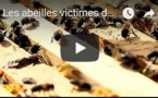 Les abeilles victimes de la sécheresse au Portugal