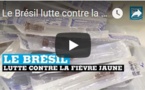 Le Brésil lutte contre la fièvre jaune