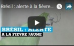 Brésil : alerte à la fièvre jaune